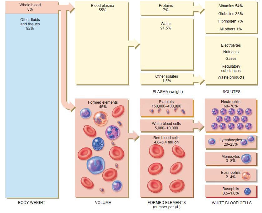 Blood Components Chapter 5 Haemopoietic System