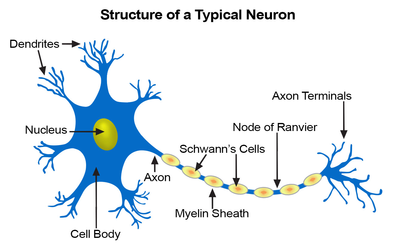 structure of neuron II  Elementary Tissues of The Human Body
