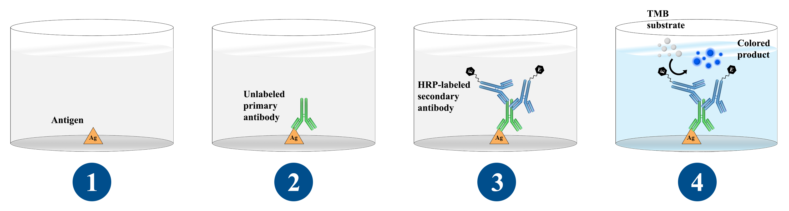 ELISA TEST Principle Types And Applications MEEFRO