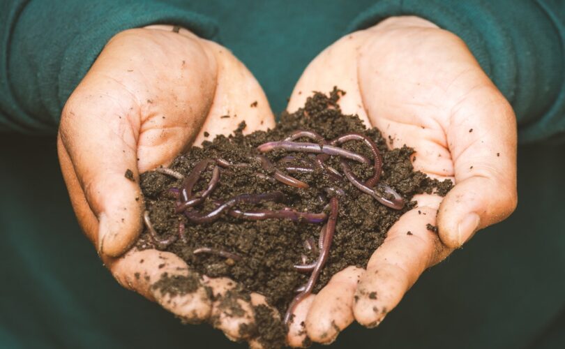 Worms Manifestation: Responding to symptoms of minor ailments