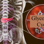 Glycolysis Detailed Video Explained By Animation