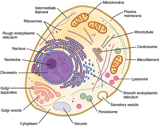 structure of cell